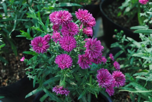 Giống hoa thạch thảo đỏ “cháy hàng”