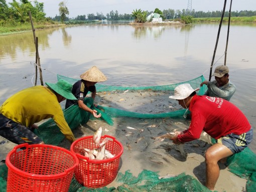 Mùa thu hoạch cá ruộng