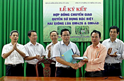 Chuyển giao quyền sử dụng đặc biệt 2 giống lúa OM 426 và OM 448