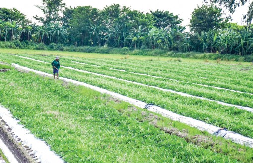 Cần chiến lược sử dụng bền vững tài nguyên đất vùng ĐBSCL