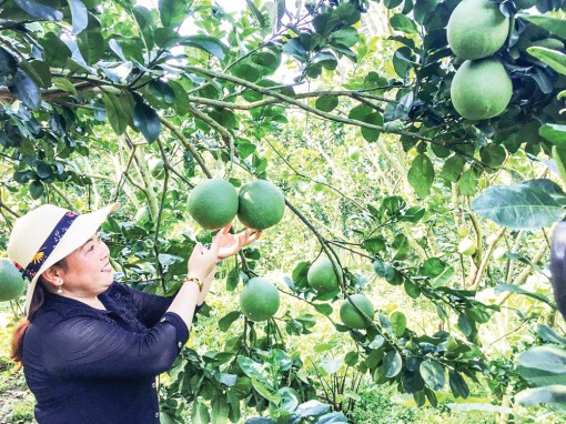 Bưởi da xanh - cây trồng hiệu quả kinh tế cao