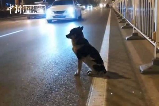 Chó đợi chủ quá cố suốt 80 ngày