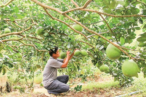 Công nghệ và thương hiệu - giá trị cốt lõi trong phát triển cây ăn trái