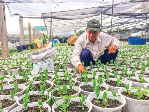 Làng hoa Mỹ Tho chuẩn bị đón Tết