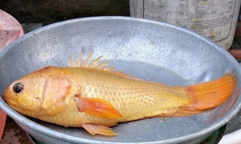 Long An: Phát hiện cá rô màu vàng óng lạ lẫm ở Kiến Tường