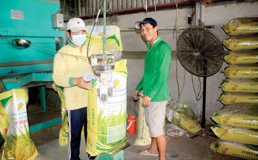 Sôi động thị trường

lúa giống