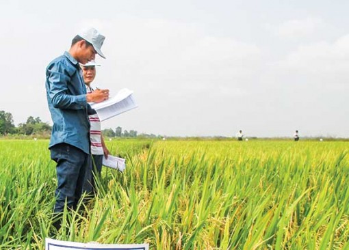 Tăng cường hợp tác, chuyển giao các giống lúa OM