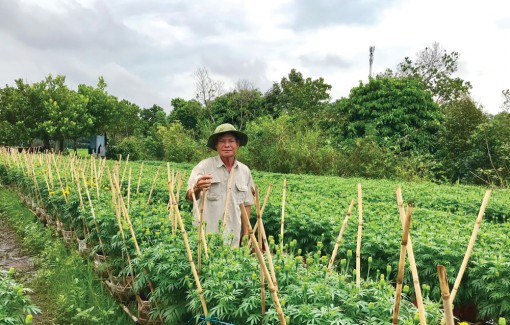 Làng hoa kiểng vào mùa
