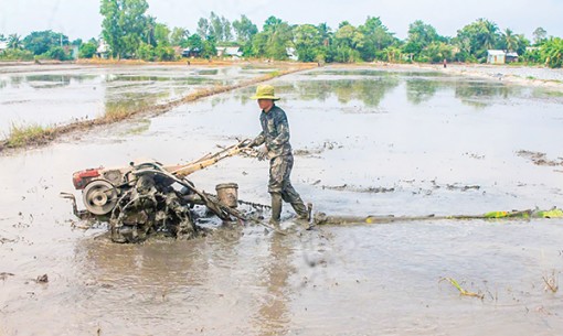 Quyết tâm sản xuất

thắng lợi vụ lúa đông xuân