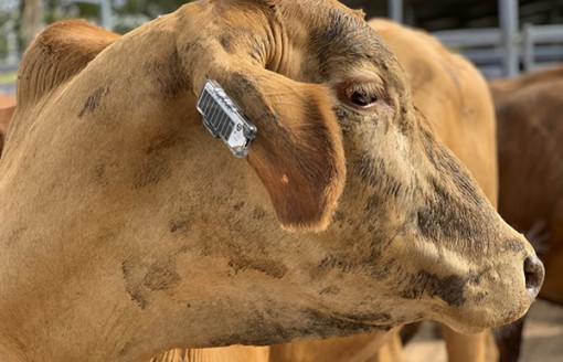 Thẻ đeo tai gia súc - trợ thủ đắc lực cho nông dân