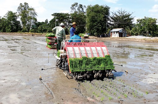 Thay đổi tập quán sản xuất lúa