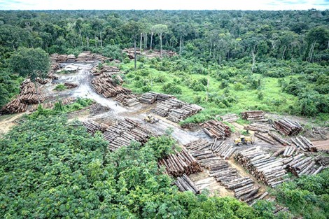Lo ngại số phận rừng Amazon dưới thời ông Bolsonaro