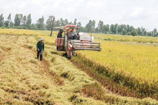 Phát triển “Cánh đồng lớn”, sản xuất lúa chất lượng cao
