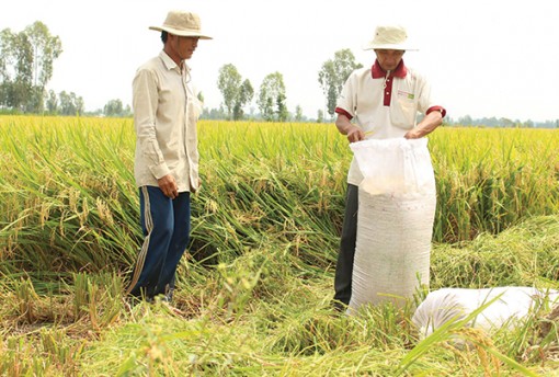 Quản lý chất lượng và hoạt động 

kinh doanh giống lúa ở Nam bộ
