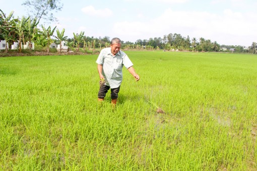 Thu nhập cao từ tổ hợp tác sản xuất lúa giống