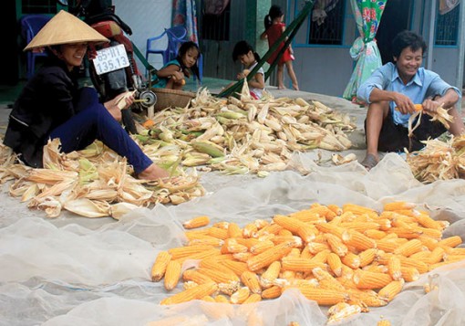 Quyết sách phát triển “tam nông”