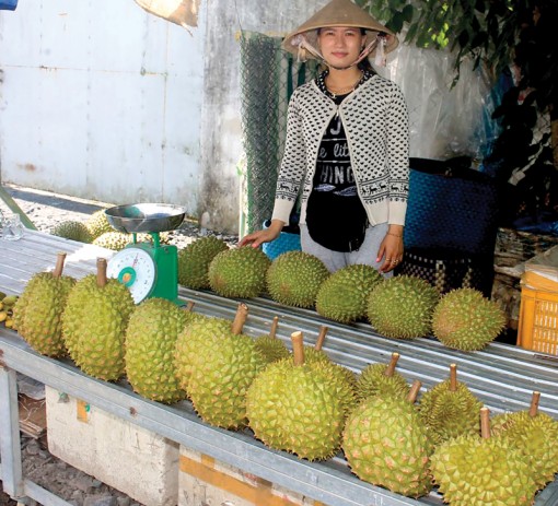 Đến lượt sầu riêng rớt giá