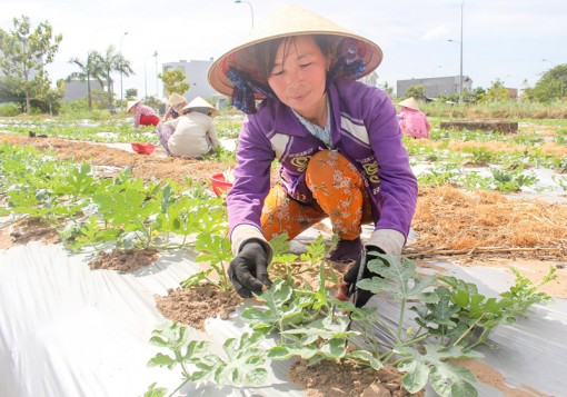 Trồng dưa hấu cho lợi nhuận cao
