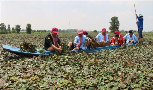 Hướng đi cho du lịch sinh thái ở Đồng bằng sông Cửu Long - Bài 1: Đưa du lịch về nông thôn