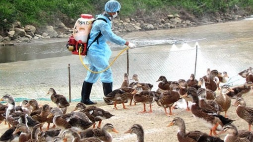 Nguy cơ cao dịch bệnh cúm gia cầm phát sinh và lây lan