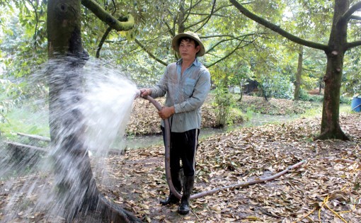 Nông dân tiêu biểu Lê Hoàng Thông