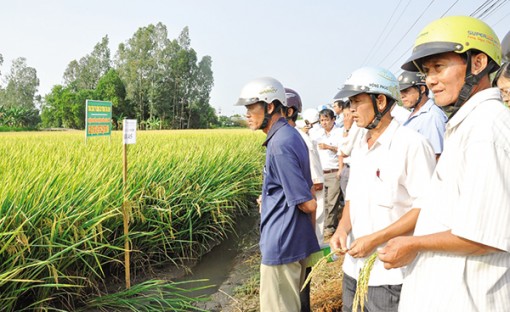 ĐBSCL”thuận thiên” để thích ứng biến đổi khí hậu