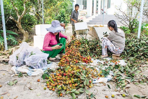 Chôm chôm nghịch mùa bán được giá cao