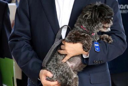 Chó trở thành thú cưng

ở Hàn Quốc như thế nào?