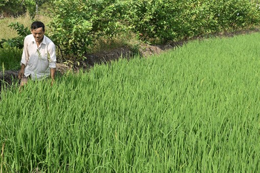 Diện mạo xã nông thôn mới Tân Thạnh
