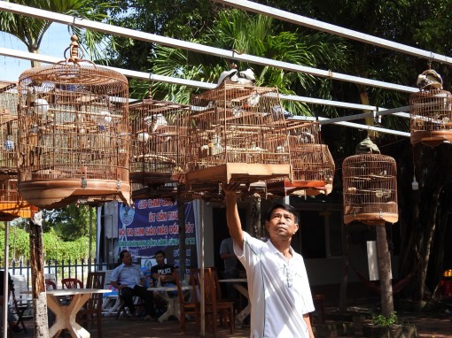 Độc đáo quán “cà phê chim”