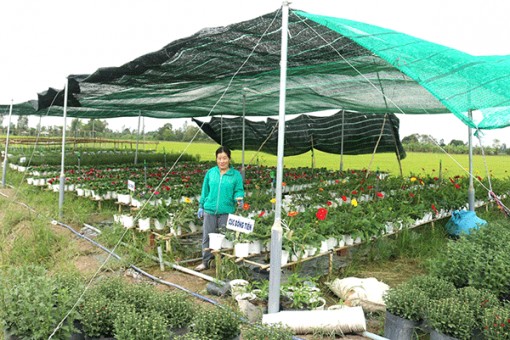 Phát triển mô hình trồng rau màu, hoa kiểng trong nhà lưới và nhà màng