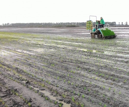 Long An có hơn 5.400ha lúa ứng dụng công nghệ cao