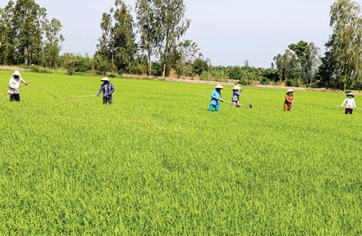 Để vụ lúa đông xuân thắng lợi