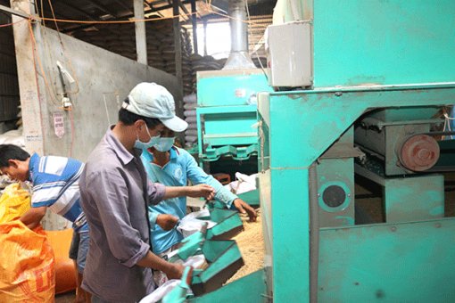 Chọn 25-30 hợp tác xã nông nghiệp hoạt động hiệu quả để tập trung hỗ trợ