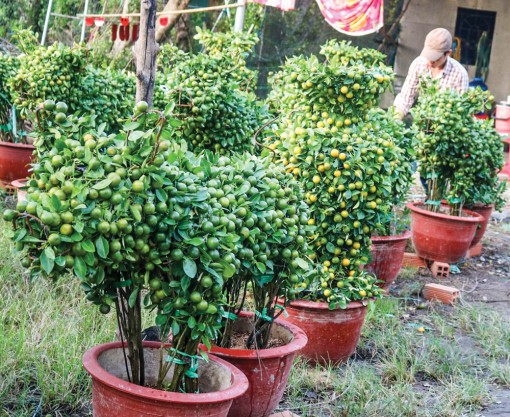 Kiểng trái tạo hình heo hút khách