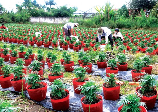 Thốt Nốt nhân rộng diện tích trồng hoa kiểng