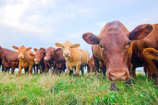 Hành tinh bị hủy hoại vì thức ăn cho người