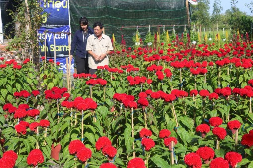 Phong phú, đa dạng chủng loại