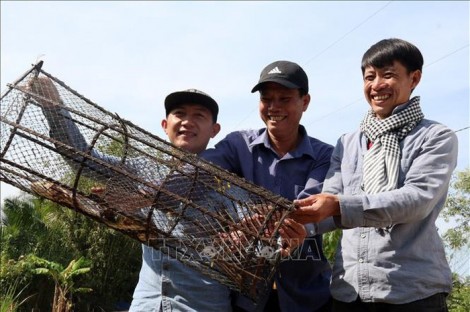 Vượt đập bằng vỏ lãi khám phá rừng tràm U Minh Thượng