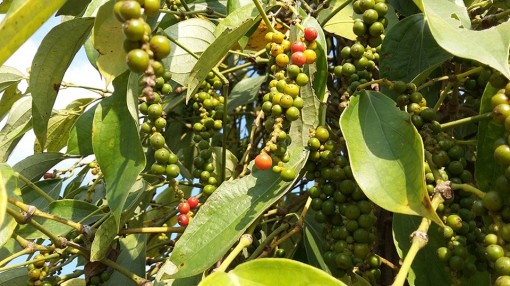 Một số lưu ý về thị trường nông sản