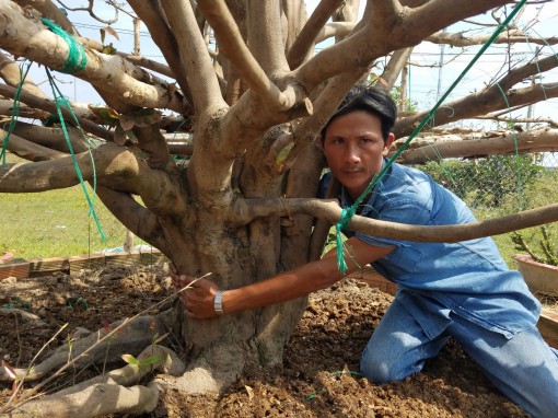 Những cụ mai bạc tỉ ở miền Tây