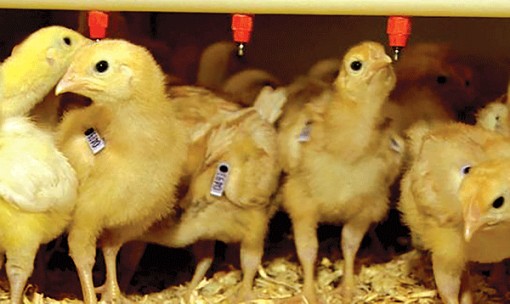 Thuốc chống ung thư từ trứng gà biến đổi gien