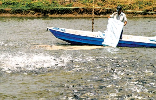 Tăng sức cạnh tranh của con cá tra