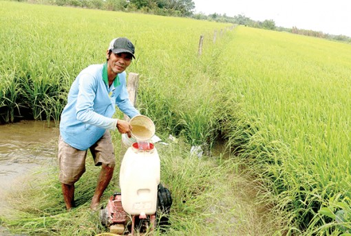Kịp thời ngăn chặn sâu bệnh hại lúa