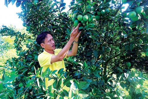 Chung sức làm giàu