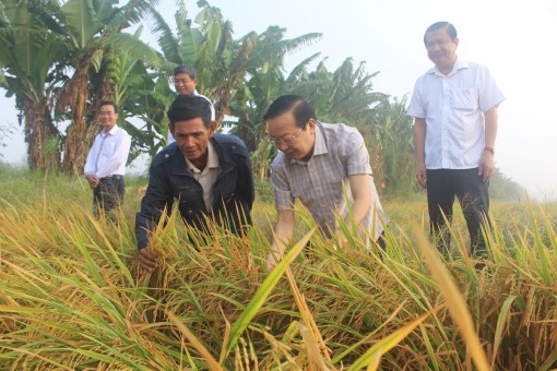 Bình Thủy: Ra quân thăm đồng, tập trung bảo vệ sản xuất lúa đông xuân 2018-2019