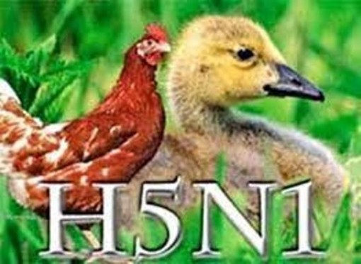 Nguy cơ tái xuất cúm H5N1 trên người