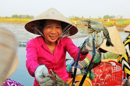 Cùng nông dân Bạc Liêu thu hoạch tôm càng đầu năm