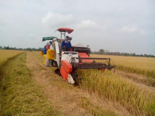 Tháo gỡ khó khăn, hỗ trợ doanh nghiệp thu mua lúa đông xuân