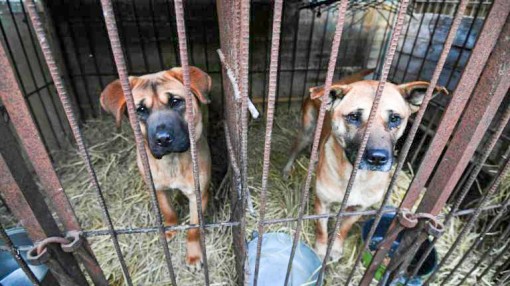 Hàn Quốc mở chiến dịch giải cứu chó